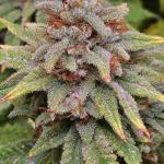 sour-strawberry-fem-barneys-farm.jpg