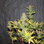 sugar-black-rose-auto-fem-delicious-seeds.jpg