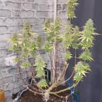 whiskey-zulu-auto-fem-7ch-american.jpg