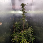 big-devil-xl-auto-sweet-seeds.jpg