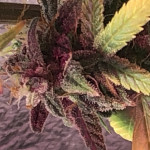 buddha-red-dwarf-auto-buddha-seeds.jpg