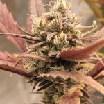 guava-auto-fem-fastbuds.jpg
