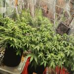 moonshine-cookies-auto-fem-7ch-american.jpg