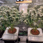 apple-betty-fem-herbies-seeds.jpg