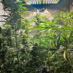bruce-banner-3-auto-fem-herbies-seeds.jpg