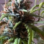 special-tangie-auto-fem-Semyanich.jpeg