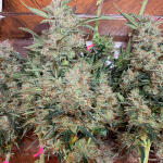 speedy-skunk-auto-fem-Semyanich.jpg