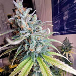 apple-betty-fem-herbies-seeds.jpg
