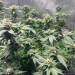 apple-betty-fem-herbies-seeds.jpg