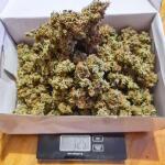 auto-orange-bud-fem-dutch-passion.jpg