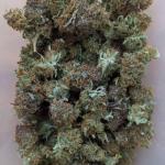 critical-kush-auto-critical-rapido-auto-fem-barneys-farm.jpg