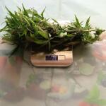 special-tangie-auto-fem-Semyanich.jpg