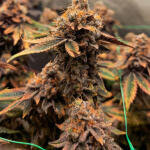 poddy-mouth-fem-humboldt-seed-company.jpg