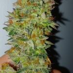 punchberry-cookies-rbx-fem-ethos-genetics.jpg