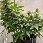 sour-jealousy-auto-fem-fastbuds.jpg