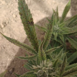 wedding-glue-auto-fem-fastbuds.jpg