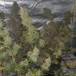 girl-scout-cookies-fem-blimburn-seeds.jpg