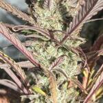 guava-auto-fem-fastbuds.jpg
