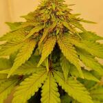 hellfire-og-auto-fem-7ch-american.jpg