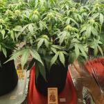 moonshine-cookies-auto-fem-7ch-american.jpg