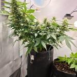 sour-jealousy-auto-fem-fastbuds.jpg