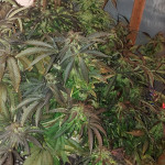 easy-sativa-fem-female-seeds.jpg