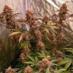 poddy-mouth-fem-humboldt-seed-company.jpg