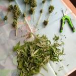 whiskey-zulu-auto-fem-7ch-american.jpg