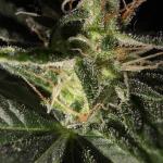 apple-fritter-fast-version-fem-7ch-american.jpg