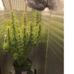 auto-original-limonade-skunk-fem-victory-seeds.jpg