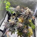 blackberry-moonrocks-fem-alphafem-seeds.jpg