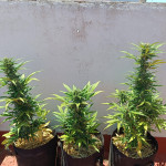 jet-fuel-mandarine-xl-auto-fem-sweet-seeds.jpg