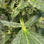 whiskey-zulu-auto-fem-7ch-american.jpeg