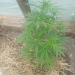 auto-northern-light-fem-victory-seeds.jpg