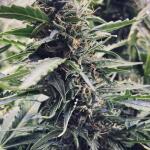gorilla-auto-fem-Semyanich.jpg