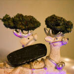 grandmommy-purple-fem-herbies-seeds.jpg