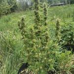 moonshine-cookies-auto-fem-7ch-american.jpg