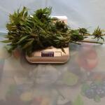 whiskey-zulu-auto-fem-7ch-american.jpg