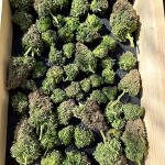 godzilla-cookies-auto-fem-herbies-seeds.jpg