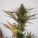 orange-apricot-glue-xl-auto-fem-sweet-seeds.jpg