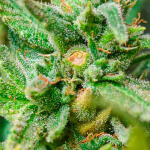 peach-crescendo-auto-rf3-fem-ethos-genetics.jpg