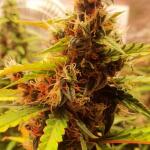 pineapple-express-auto-fem-barneys-farm.jpg