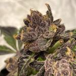 punchberry-cookies-rbx-fem-ethos-genetics.jpg