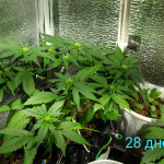 sweet-nurse-auto-cbd-fem-sweet-seeds.jpg