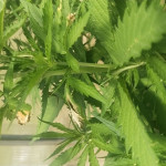 auto-do-si-dos-cookies-fem-00-seeds.jpg