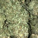 gorilla-glue-auto-fem-barneys-farm.jpg