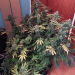pineapple-express-auto-fem-barneys-farm.jpg