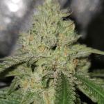 delicious-cookies-fem-delicious-seeds.jpg