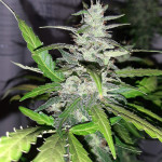 purple-punch-og-xl-auto-fem-sweet-seeds.jpg