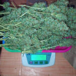 wedding-cake-auto-fem-barneys-farm.jpg